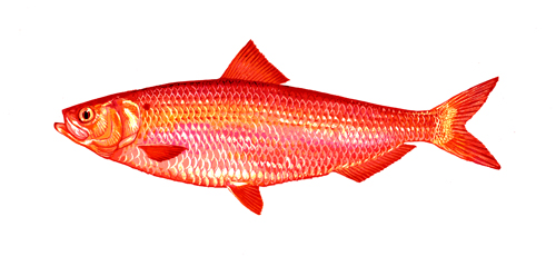 red herring